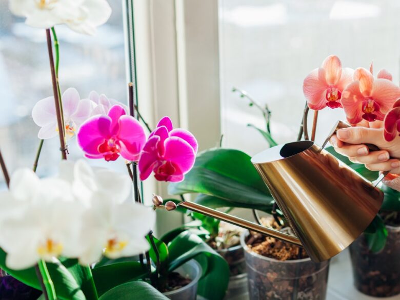 podlewanie storczyka