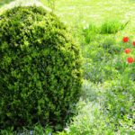 Domowe sposoby na ćmę bukszpanową